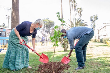 Tree planting