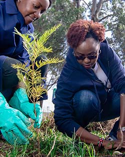 Afforestation