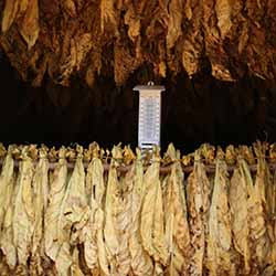 Tobacco